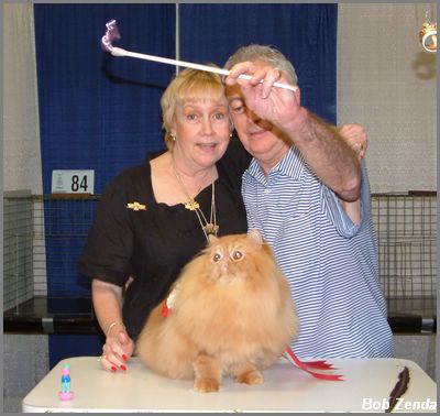 Catsafras Stars & Bars
